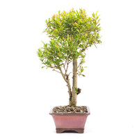 Granatapfel 'Punica granatum'