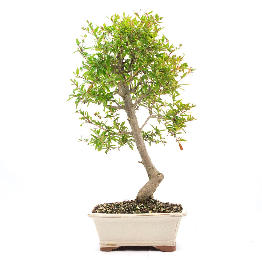 Granatapfel 'Punica granatum'