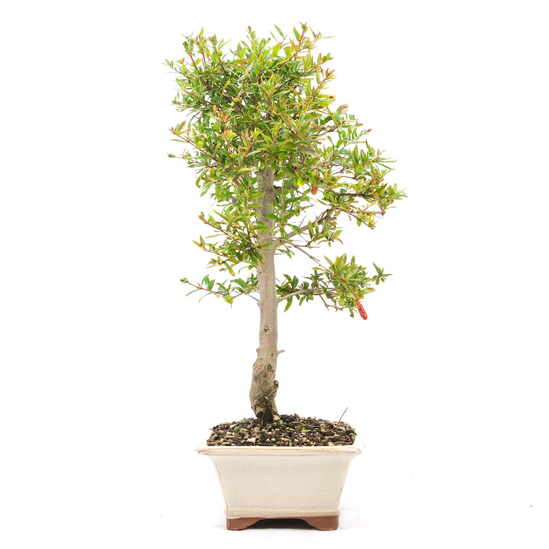 Granatapfel 'Punica granatum'