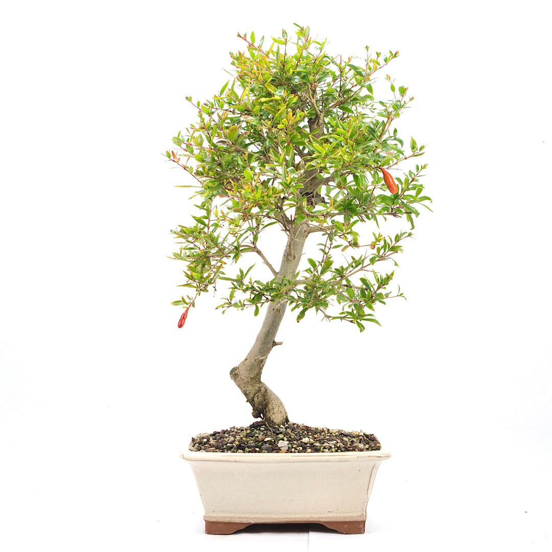 Granatapfel 'Punica granatum'