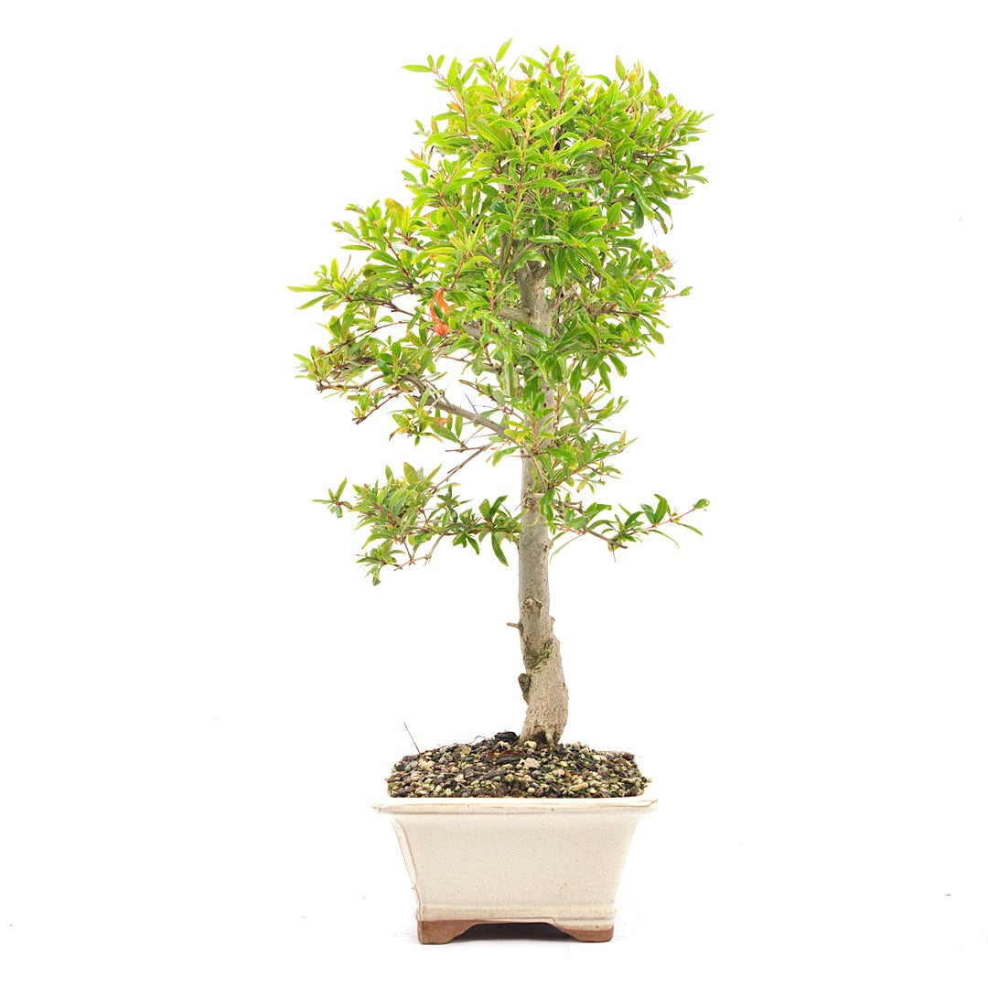 Granatapfel 'Punica granatum'
