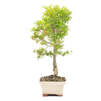 Granatapfel 'Punica granatum'
