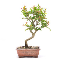 Granatapfel 'Punica granatum'
