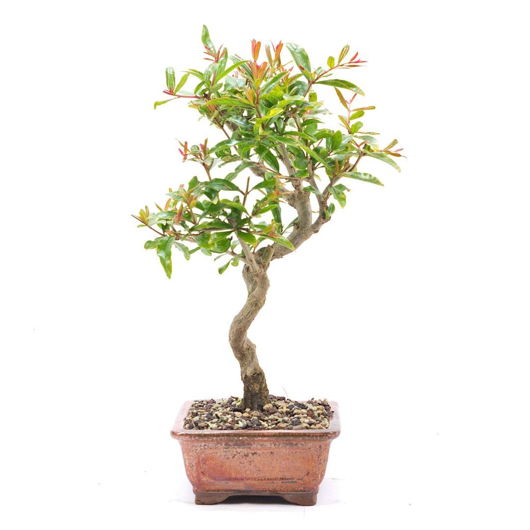 Granatapfel 'Punica granatum'