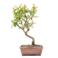 Granatapfel 'Punica granatum'