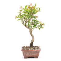 Granatapfel 'Punica granatum'