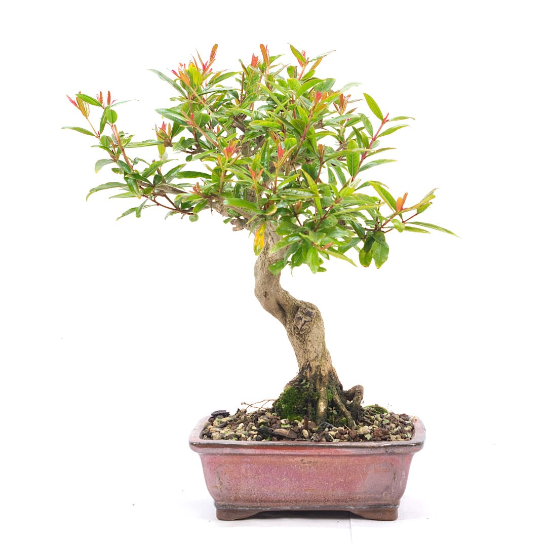 Granatapfel 'Punica granatum'