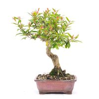 Granatapfel 'Punica granatum'