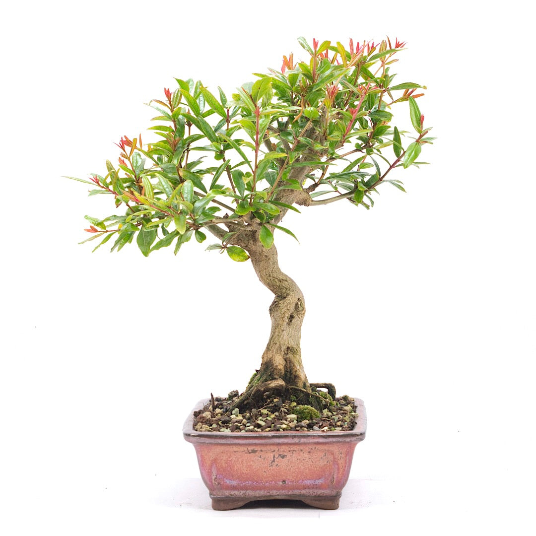 Granatapfel 'Punica granatum'
