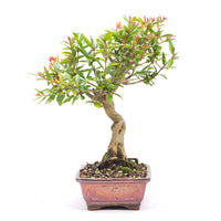 Granatapfel 'Punica granatum'