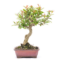 Granatapfel 'Punica granatum'