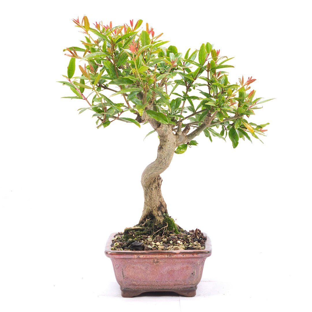 Granatapfel 'Punica granatum'