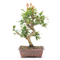 Granatapfel 'Punica granatum'