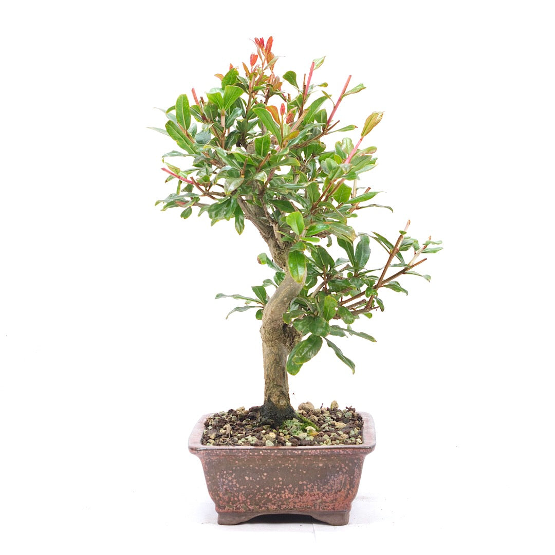 Granatapfel 'Punica granatum'