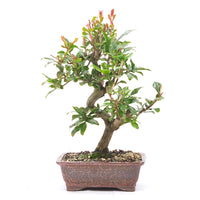 Granatapfel 'Punica granatum'