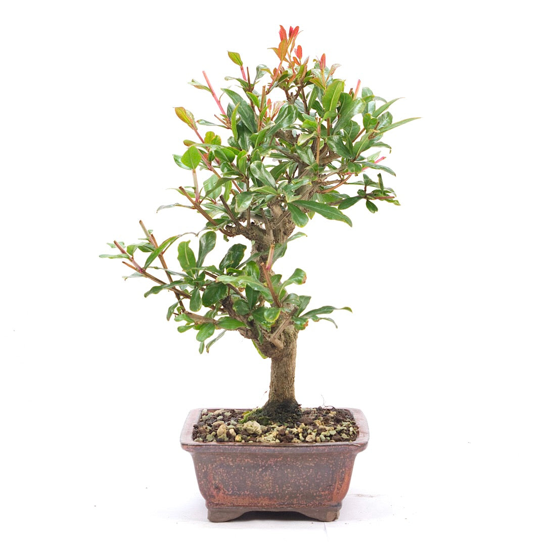 Granatapfel 'Punica granatum'