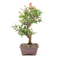 Granatapfel 'Punica granatum'
