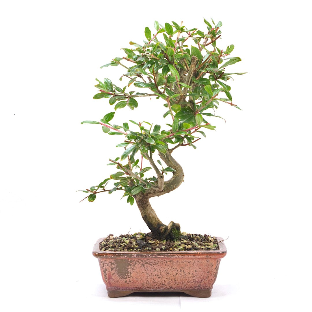 Granatapfel 'Punica granatum'