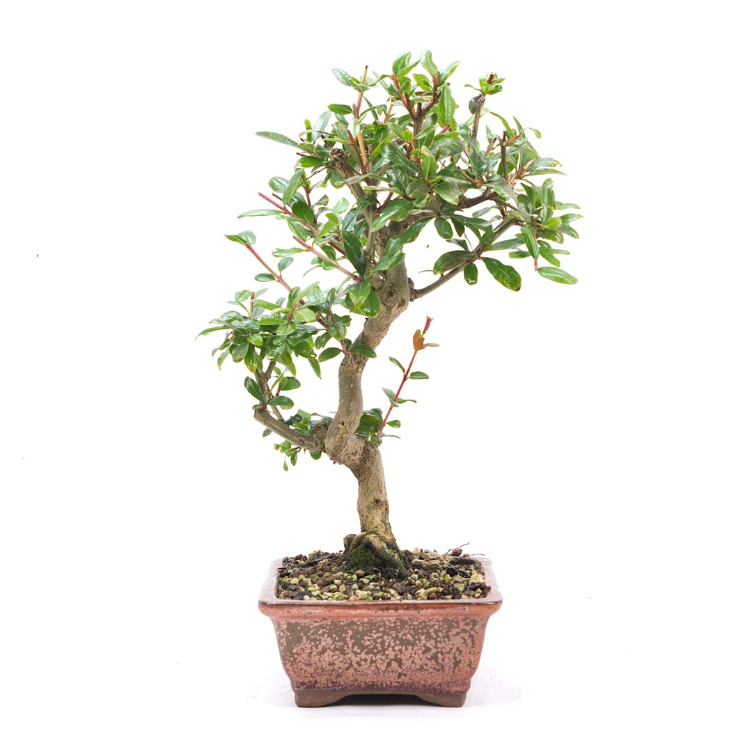 Granatapfel 'Punica granatum'