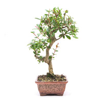 Granatapfel 'Punica granatum'
