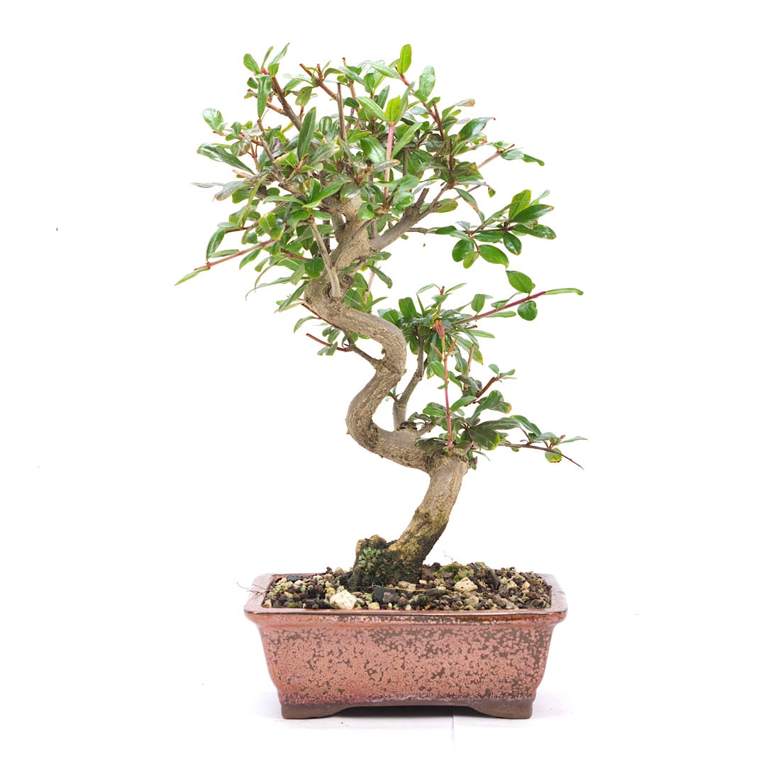 Granatapfel 'Punica granatum'