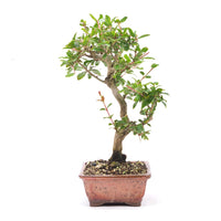 Granatapfel 'Punica granatum'