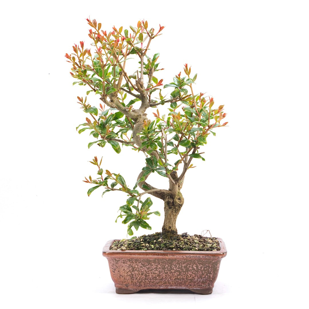 Granatapfel 'Punica granatum'