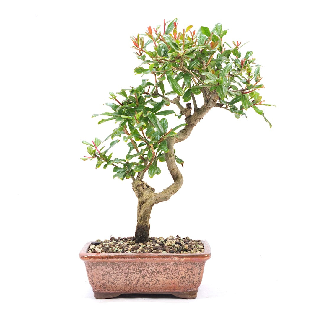 Granatapfel 'Punica granatum'