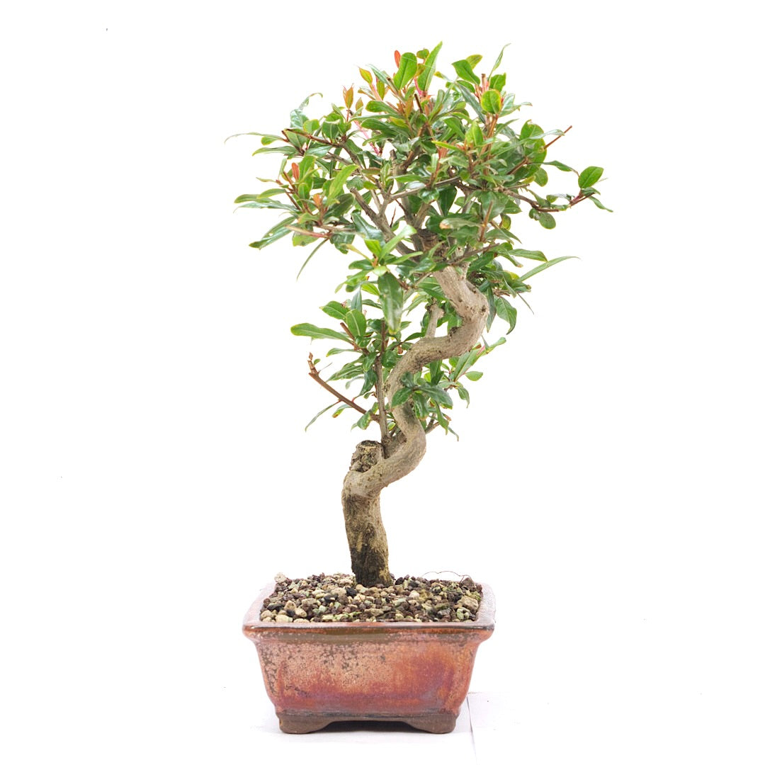 Granatapfel 'Punica granatum'