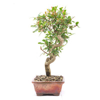 Granatapfel 'Punica granatum'
