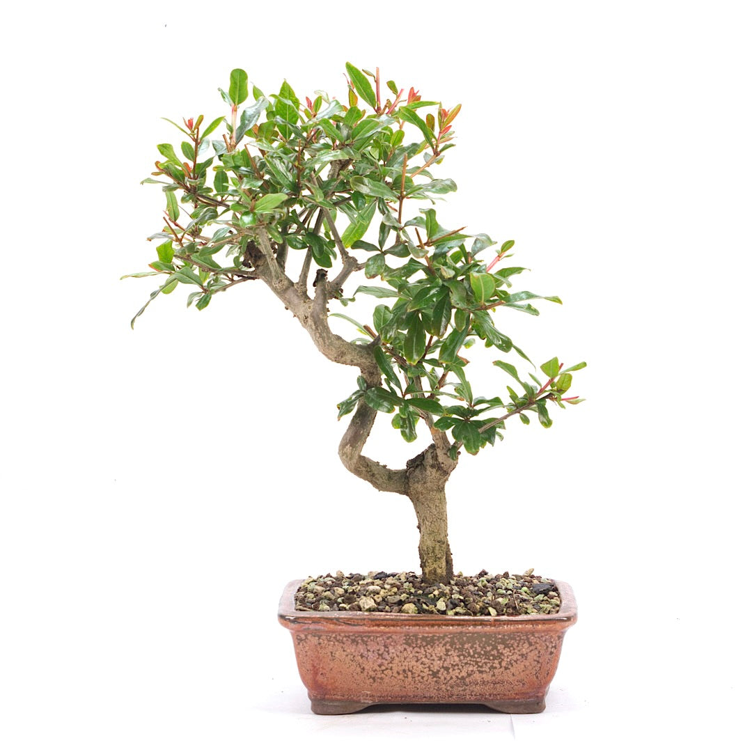 Granatapfel 'Punica granatum'