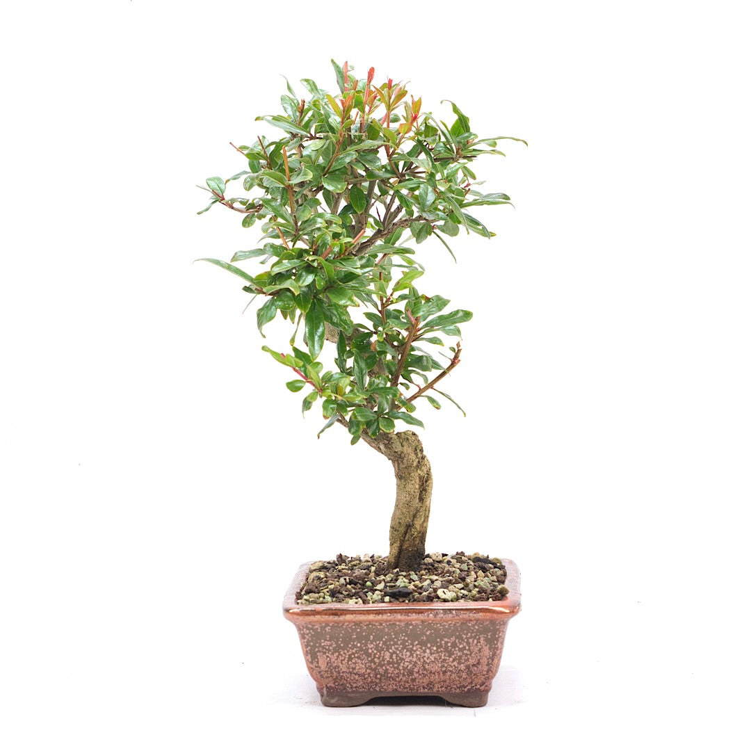 Granatapfel 'Punica granatum'