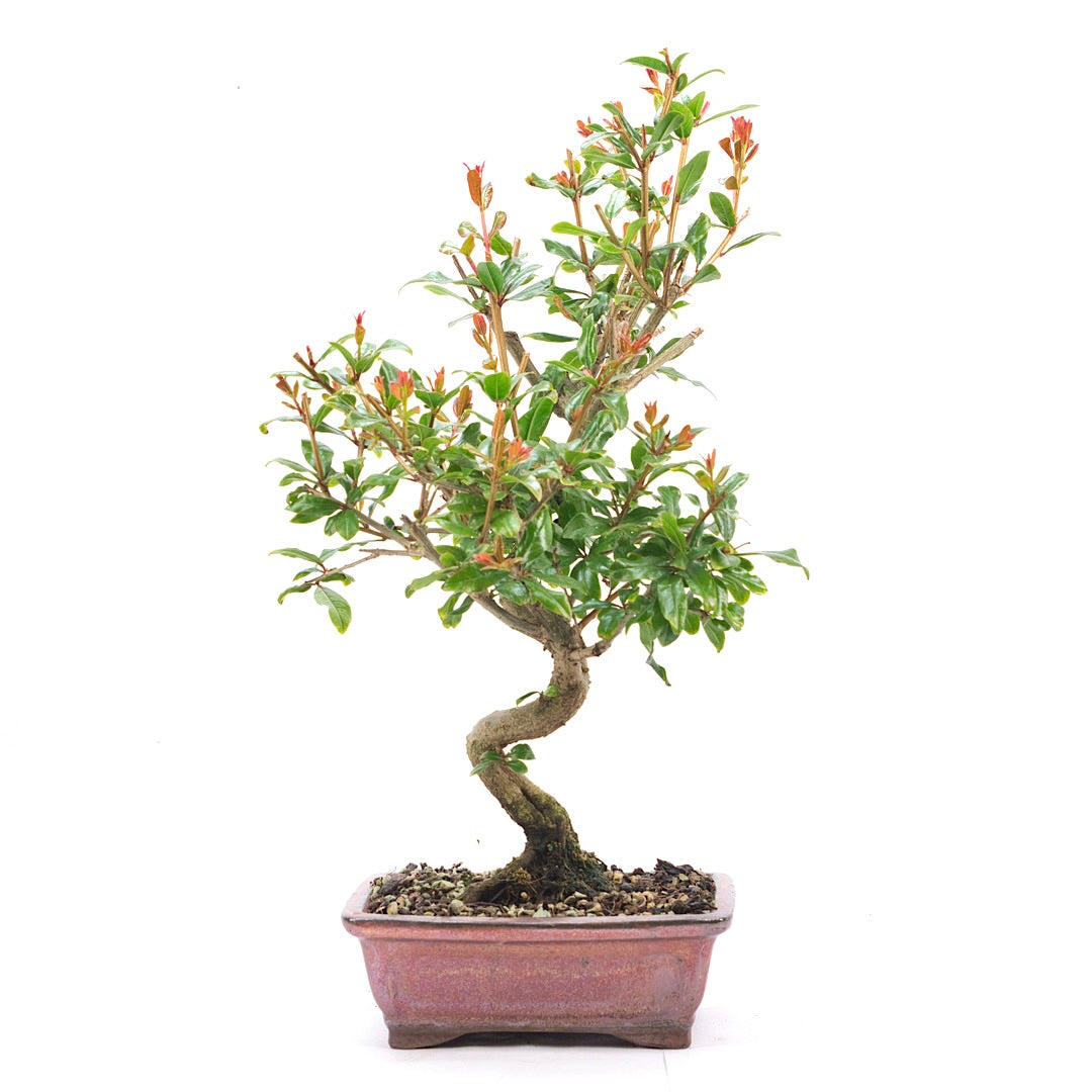 Granatapfel 'Punica granatum'