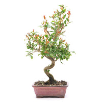 Granatapfel 'Punica granatum'