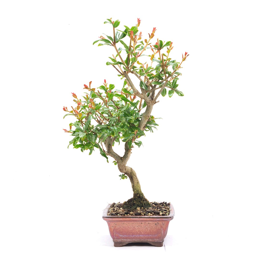 Granatapfel 'Punica granatum'