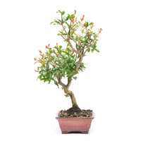 Granatapfel 'Punica granatum'