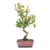 Granatapfel 'Punica granatum'