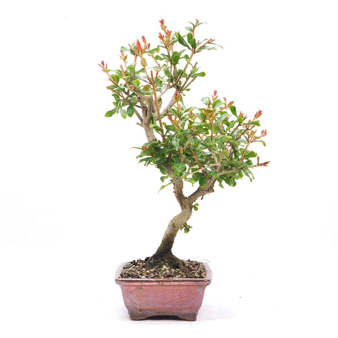 Granatapfel 'Punica granatum'