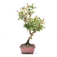 Granatapfel 'Punica granatum'