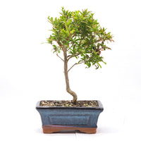 Granatapfel 'Punica granatum'
