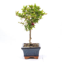Granatapfel 'Punica granatum'