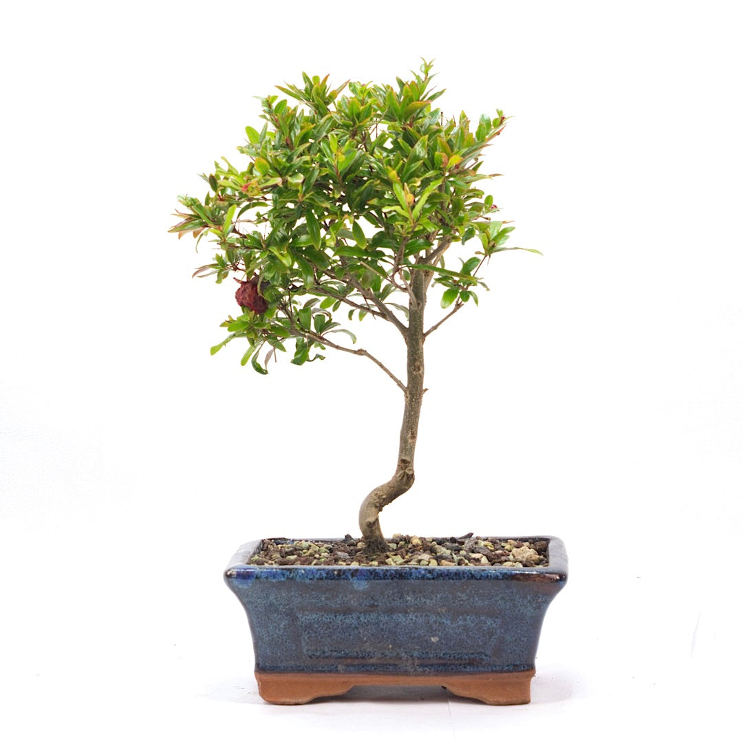 Granatapfel 'Punica granatum'