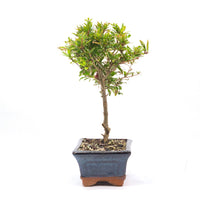 Granatapfel 'Punica granatum'