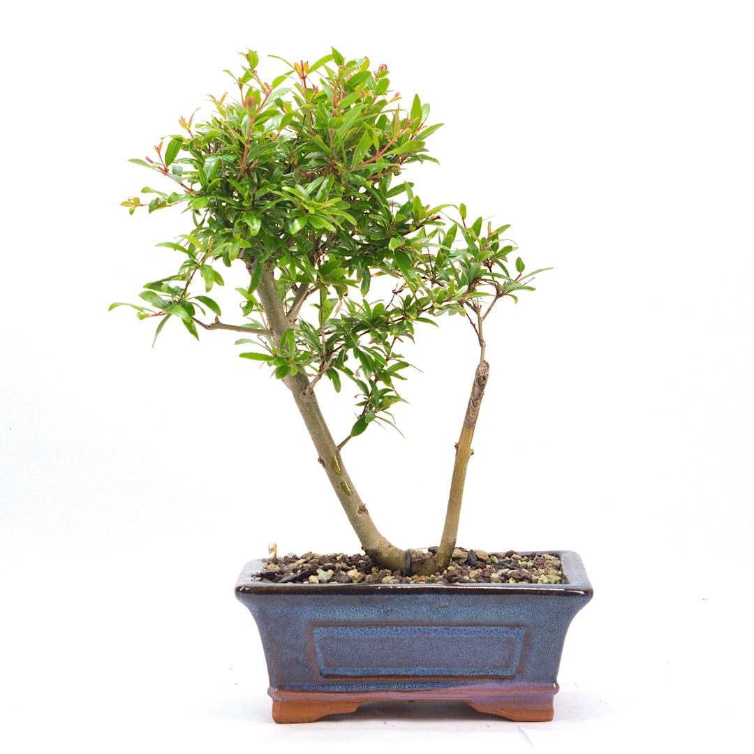 Granatapfel 'Punica granatum'