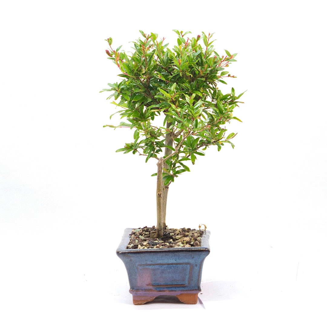 Granatapfel 'Punica granatum'