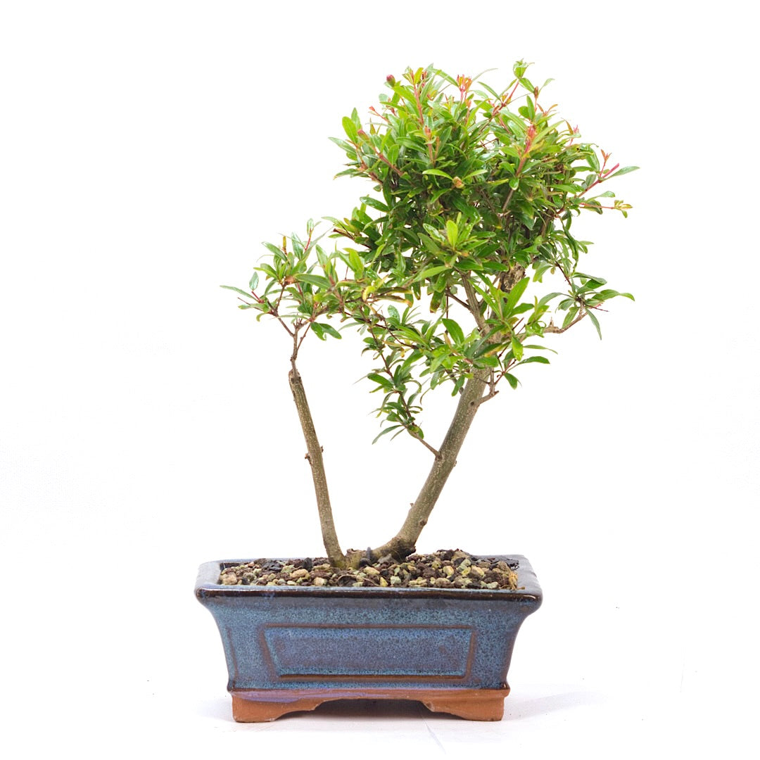 Granatapfel 'Punica granatum'