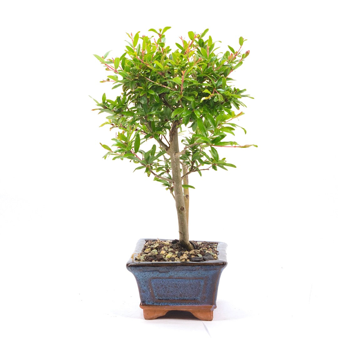 Granatapfel 'Punica granatum'