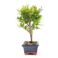 Granatapfel 'Punica granatum'