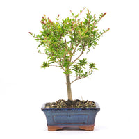 Granatapfel 'Punica granatum'
