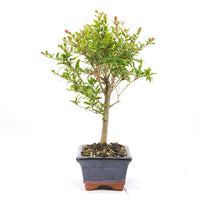 Granatapfel 'Punica granatum'